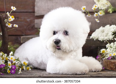 Bichon Frize