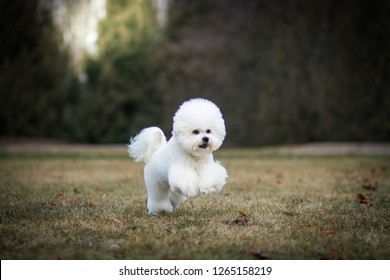 Bichon Frize In Action Outside.