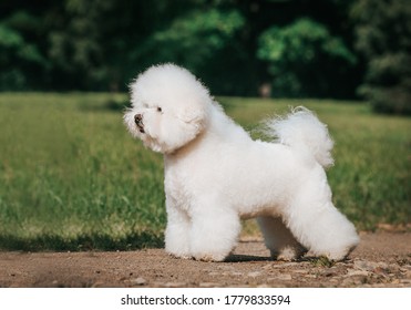 Bichon Frize In Action Outside.