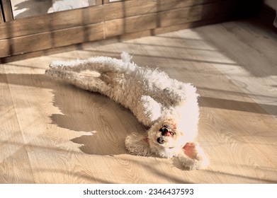 Bichon frize dog belly up white color on a parquet floor.