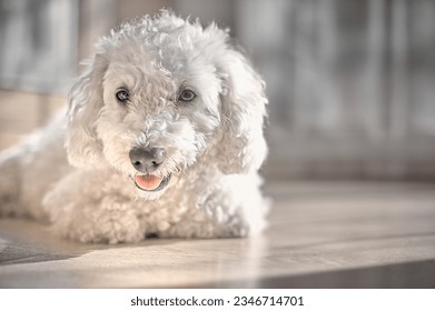 Bichon frize dog lying down looking at the camera on a parquet floor in a room.