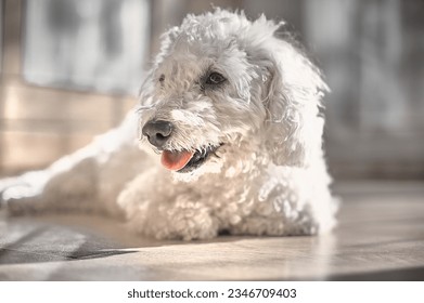 Bichon frize dog lying looking on a parquet floor in a room.