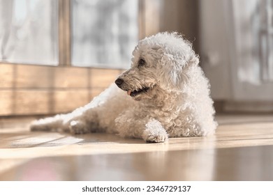 Bichon frize dog lying looking on a parquet floor in a room.