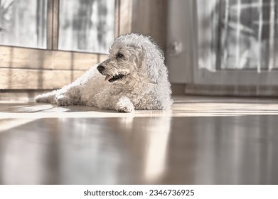 Bichon frize dog lying looking on a parquet floor in a room.