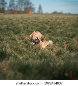 Bichon Havanais Puppy Dog In The Grass