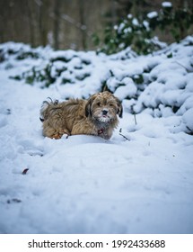 Bichon Havanais Puppy Dog Running In The Snow