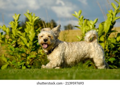 A Bichon Havanais Running In The Sun