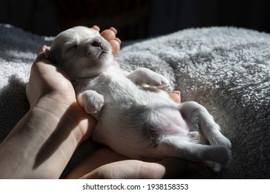 Havanese 犬 の画像 写真素材 ベクター画像 Shutterstock