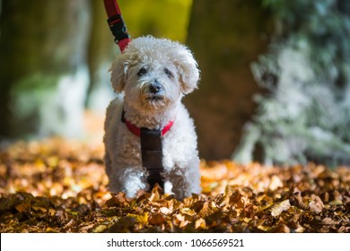 Bichon Frisé In A Park In The Fall