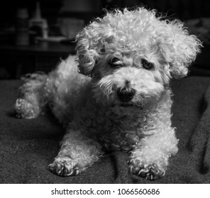 Bichon Frisé Posing In Black And White