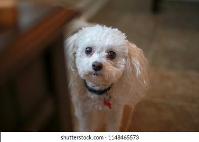 Bichon Frisée Puppy