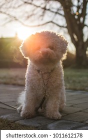 Bichon Frisé Ready For A Winter Walk