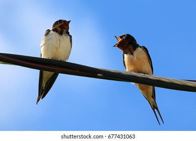 Bickering
