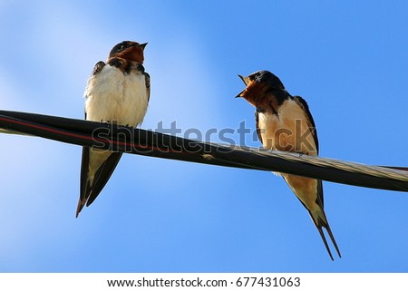 Bickering
