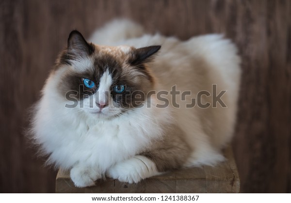 ragdoll brown