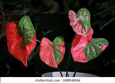 Bicolor Caladium In Red And Green Leaf ( Keladi Baret )