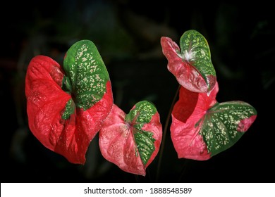 Bicolor Caladium In Red And Green Leaf ( Keladi Baret )