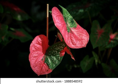 Bicolor Caladium In Red And Green Leaf ( Keladi Baret )