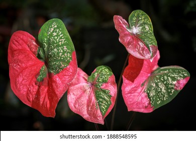 Bicolor Caladium In Red And Green Leaf ( Keladi Baret )