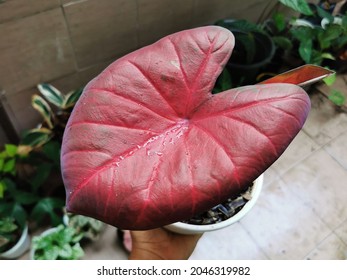 Bicolor caladium in red and green leaf,Caladium leaves. Close-up on tricolor leaves. Pink, white and green leaf texture background. Heart shaped fancy leaf. The tropical foliage plant.