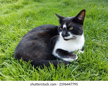 Bicolor Cat With Green Eyes