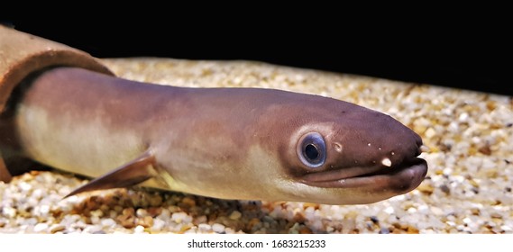 The Bicolor Eel (Bicolour Eel, Freshwater Eel) In Freshwater Aquarium. Anguilla Bicolor Is A Species Of Eel In The Family Anguillidae.