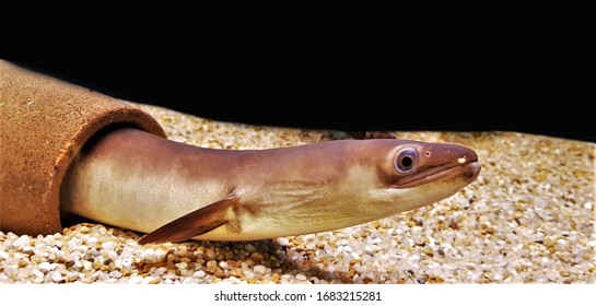 The Bicolor Eel (Bicolour Eel, Freshwater Eel) In Freshwater Aquarium. Anguilla Bicolor Is A Species Of Eel In The Family Anguillidae.