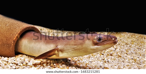 The Bicolor Eel (Bicolour Eel, Freshwater\
Eel) in freshwater aquarium. Anguilla bicolor is a species of eel\
in the family Anguillidae.