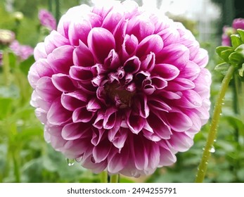 Bicolor flower of Dahlia "Edinburgh". Dahlia pinnata (D. × pinnata), a species in the genus Dahlia, family Asteraceae, with the common name garden dahlia. - Powered by Shutterstock