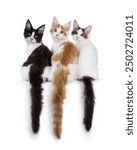 Bicolor, Harlequin and Van Maine Coon cat kittens, sitting together backwards on edge with tailed hanging down. Looking over shoulder straight to camera.  Isolated on a white background.