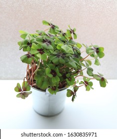 Bicolor Oxalis Plant Closeup White Background