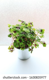 Bicolor Oxalis Plant Closeup White Background