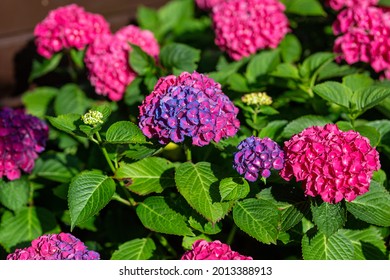 Bicolor pink and blue heads of hydrangea flowers