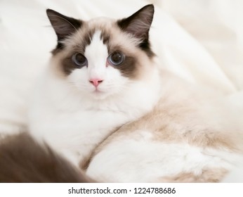 A Bicolor Ragdoll Cat On The Bed