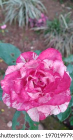 Bicolor Rose Flower At Home Garden At Kandy District