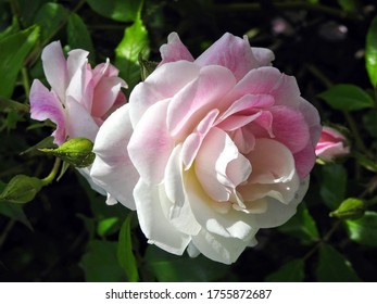 Bi-color White And Pink Flower Heads Of Floribunda Garden Rose Isolated Against Dark Green Leafy Background