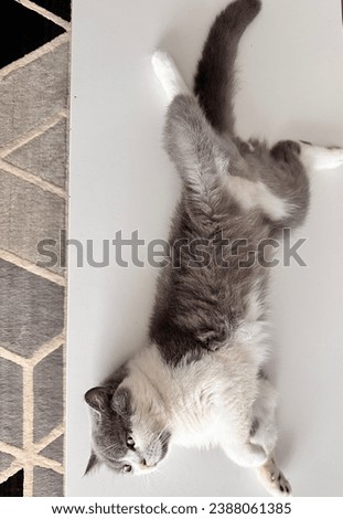 Bicolour cat rest sleeping on table, cute cat, male cat