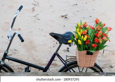 Bicycle with a basket full of fresh spring tulips