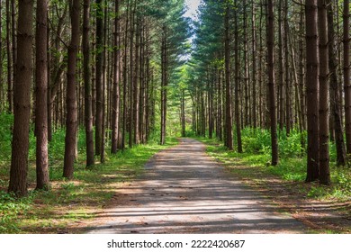 Bicycle and hiking trail through tall pine forest, Walnut Woods Metro Park Ohio - Powered by Shutterstock