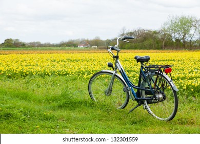 Bicycle from Holland at the flower fields in the Netherlands