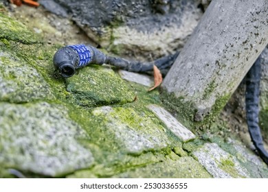 A bicycle lock combination lock for bicycles was cracked and destroyed and lies on the ground on mossy cobblestones around a lamppost, the bicycle was stolen and is gone - Powered by Shutterstock