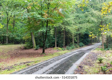 Bicycle path through wet autumn forest of Dutch National Park Veluwe