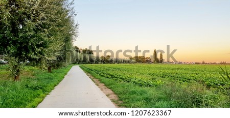 Bicycle path winding through the pastures with yellow flower fields and willow trees line on the side and evening sky background