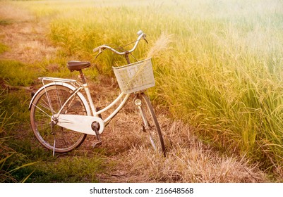 Bicycle Rice Field Stock Photo 216648568 | Shutterstock