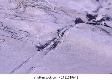 Bicycle tire track print on sand dune - Powered by Shutterstock