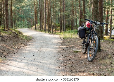Bicycle track in a pine forest, traveling lifestyle