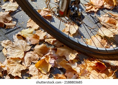 Bicycle wheel on the background of the path strewn with dry yellow falling leaves. Cycling in the autumn park.