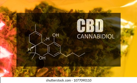 Bid marijuana buds of strong strain with the image of the formula CBD cannabidiol