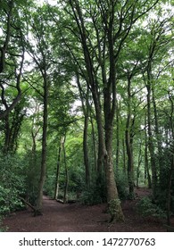 Biddulph Grange Country Park Scenes With Trees