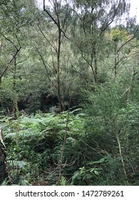 Biddulph Grange Country Park Scenes